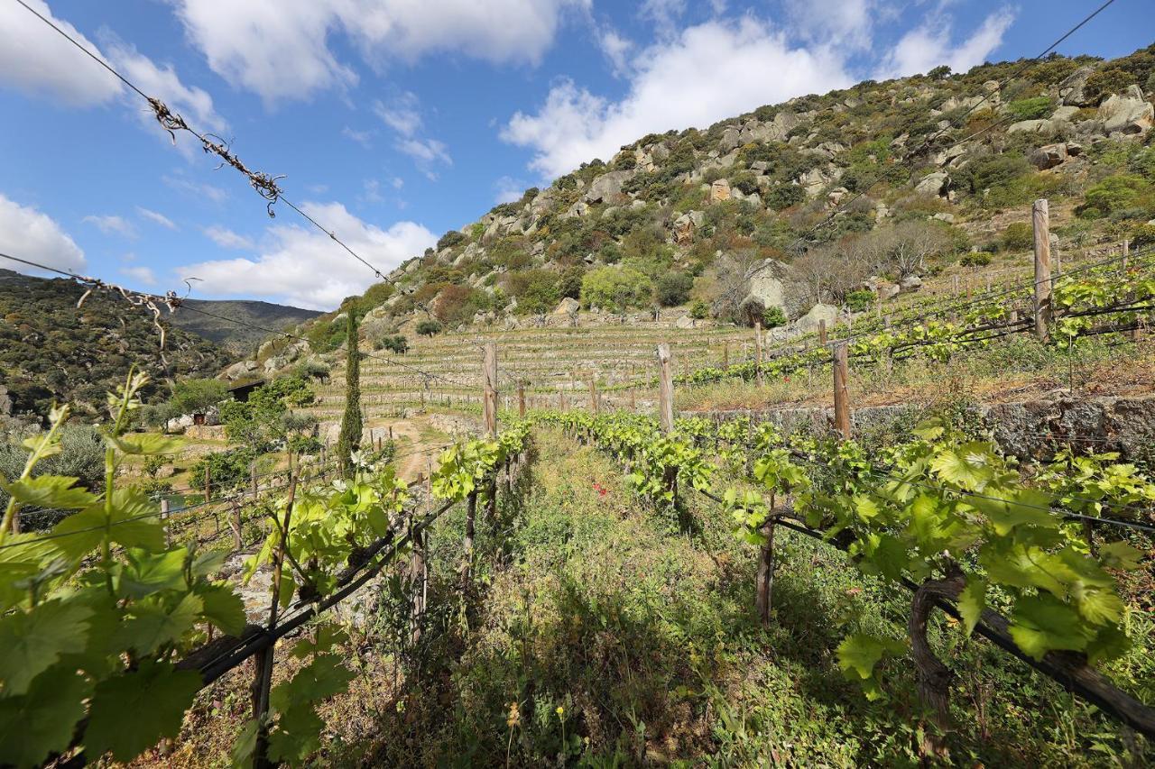 Quinta Da Ferradosa Wines Vendégház São João da Pesqueira Kültér fotó